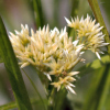 Luzula nivea - Abriachan Nurseries, The Garden On Loch Ness